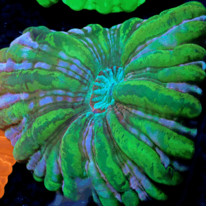 Pigment grafted Cynarina