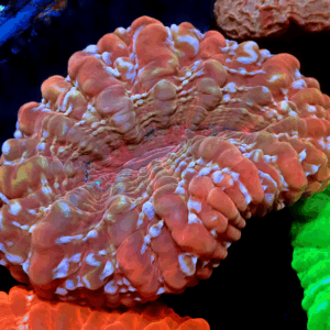 Mottled Red Indophyllia Very Rare!