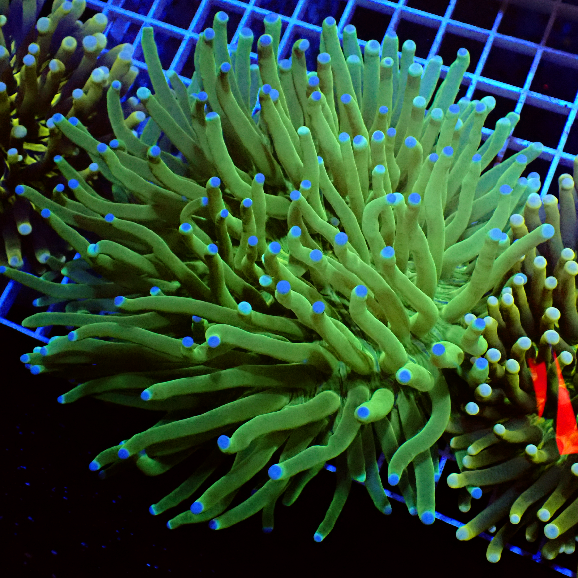 XL Green Dual Tipped Heliofungia