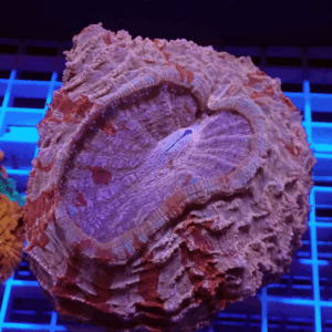 Pink with Red Stripes Acanthophyllia