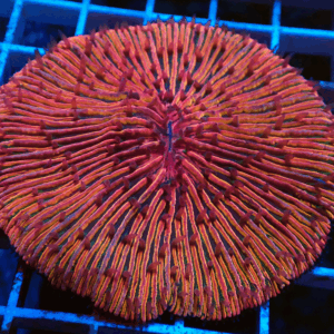 Large Pinky-Orange Fungia Plate