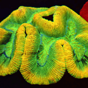 Beautiful Yellow Rim Trachyphyllia