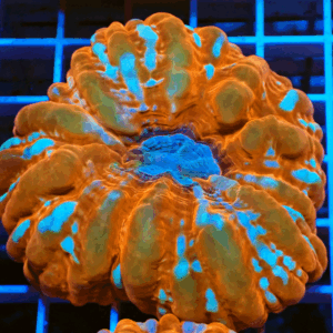 Mottled Red Cynarina with Blue Mouth