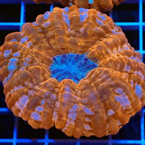 Mottled Red Cynarina with Blue Mouth