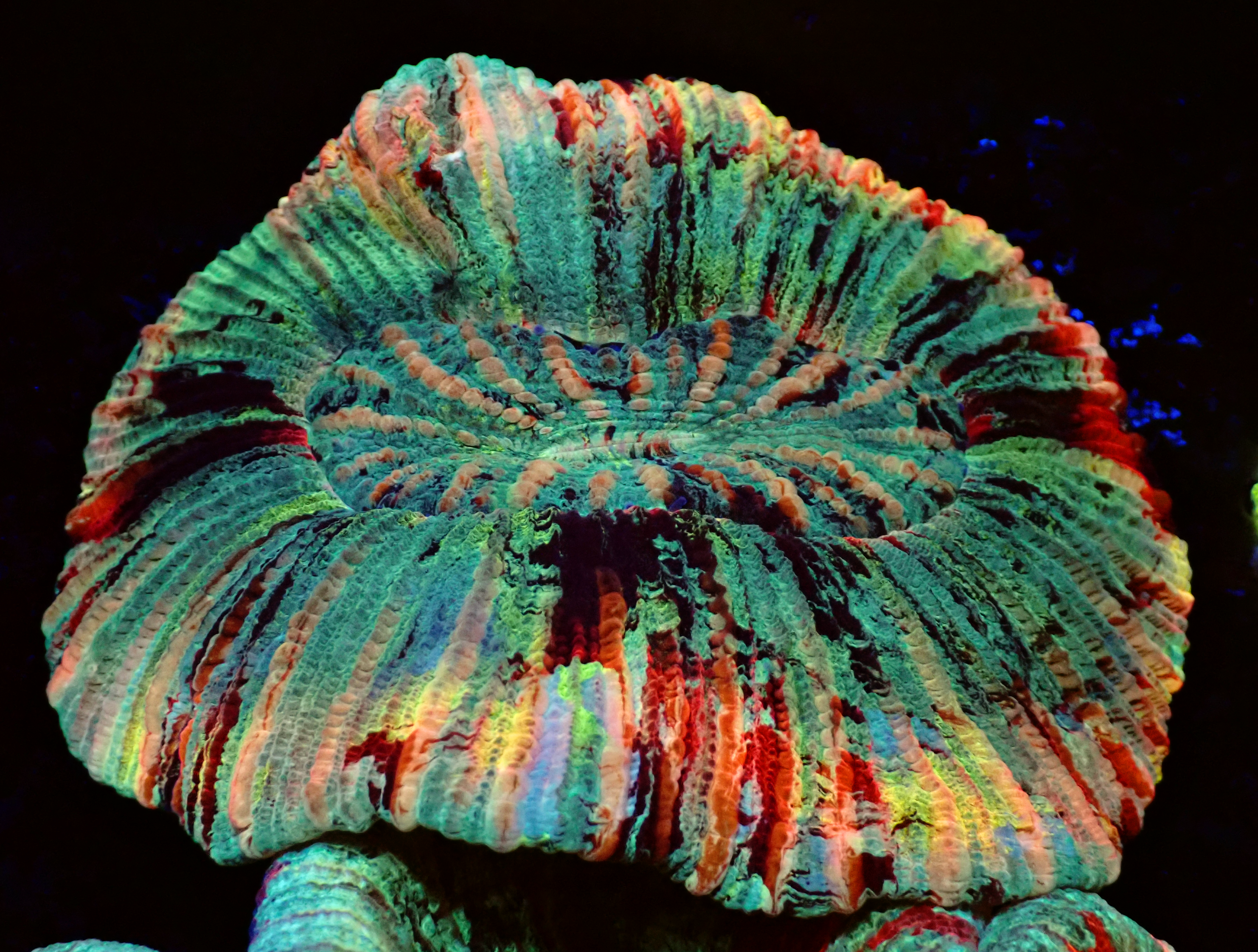 Pastel Rainbow Rim Trachyphyllia