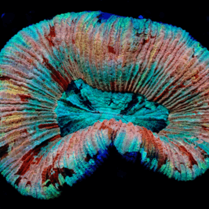 Small Pastel Rim Trachyphyllia