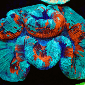 Stunning Blue & Red Trachyphyllia