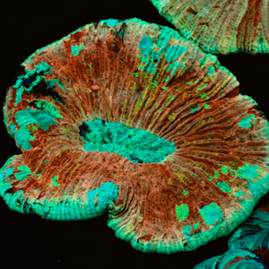 Multicoloured with Cyan Rim Trachyphyllia