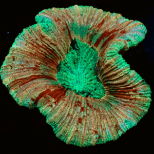 Small Pastel Trachyphyllia