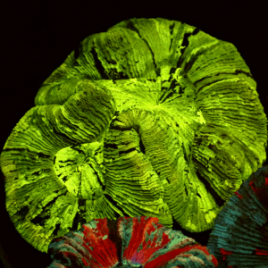 Ultra Green Barcode Trachyphyllia