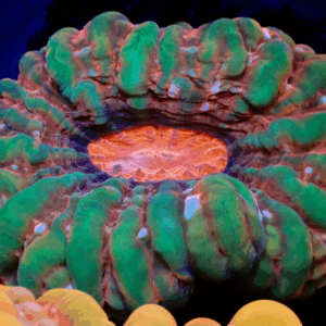 True Rainbow Cynarina