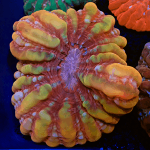 "Pot of Gold" Gold & Red Cynarina Very Rare