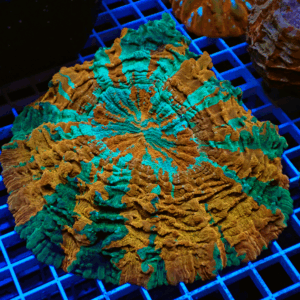 Stunning Master Grade Acanthophyllia