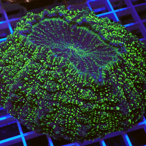 Blue based Yellow Speckled Acanthophyllia