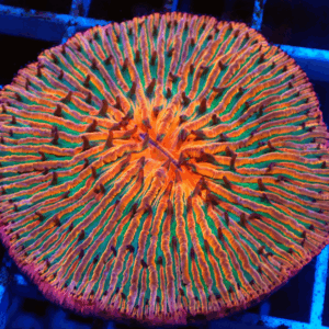 Lovely Rainbow Fungia Plate