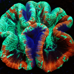 Lovely Green and Red Trachyphyllia