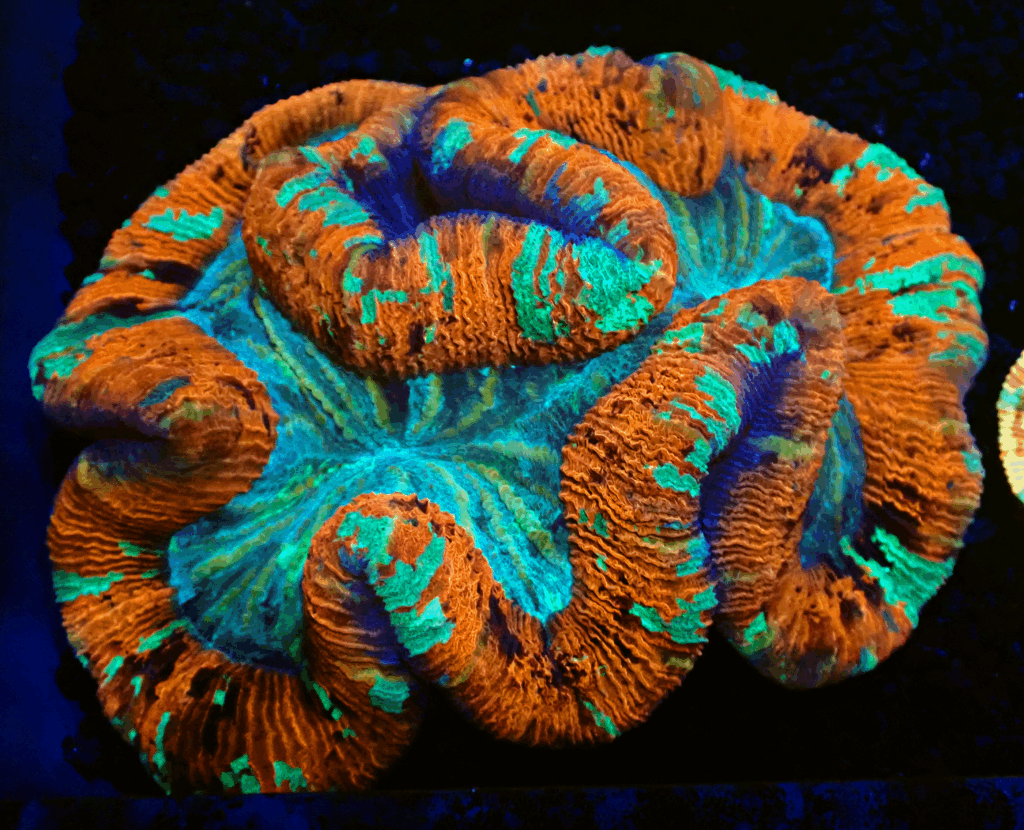 XL Red Rim with Multicolours Trachyphyllia - Hidden Gem Aquatics
