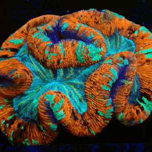 XL Red Rim with Multicolours Trachyphyllia