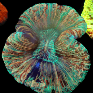 Green with Peach Striping Trachyphyllia