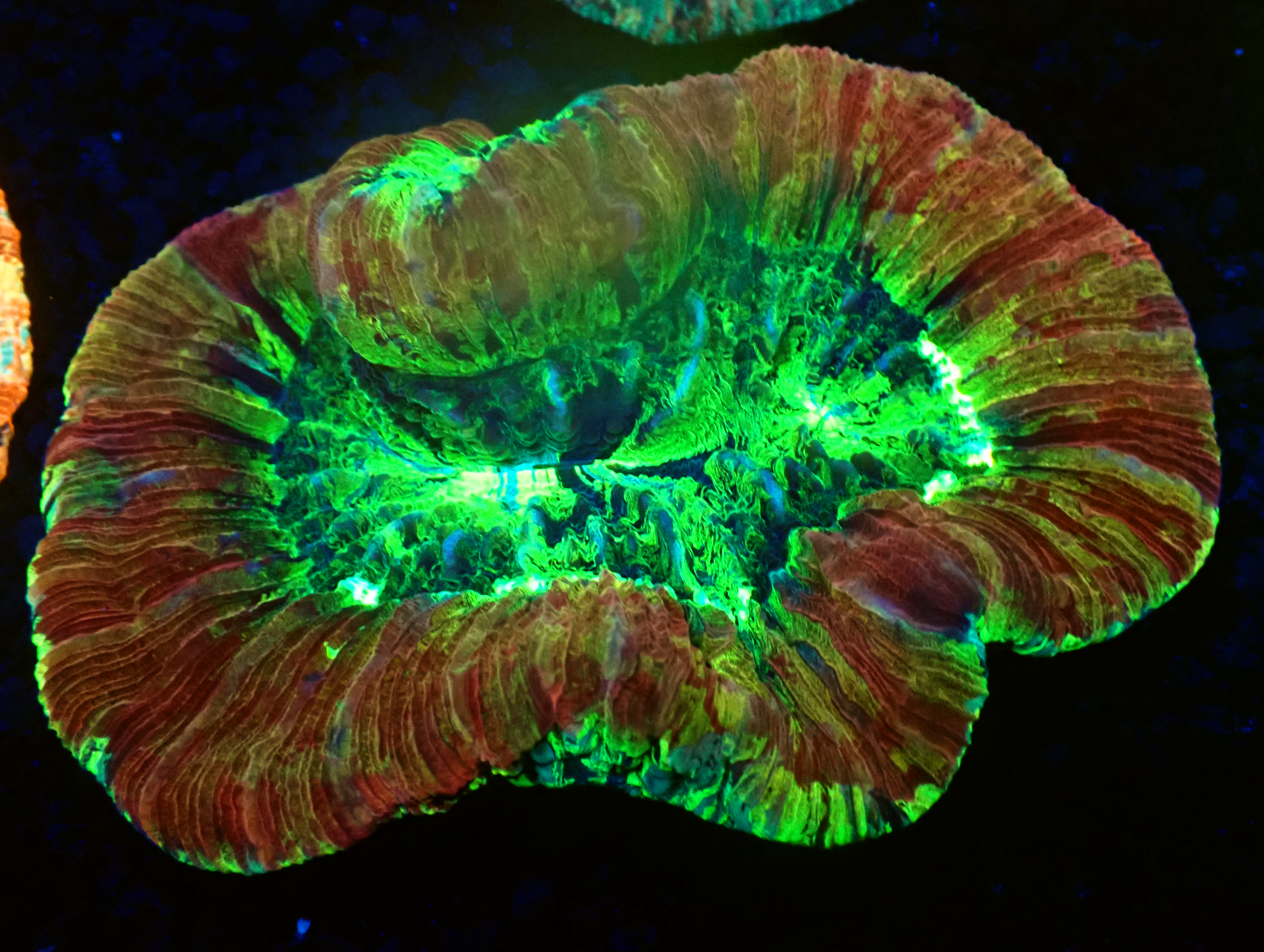 Red & Green Trachyphyllia