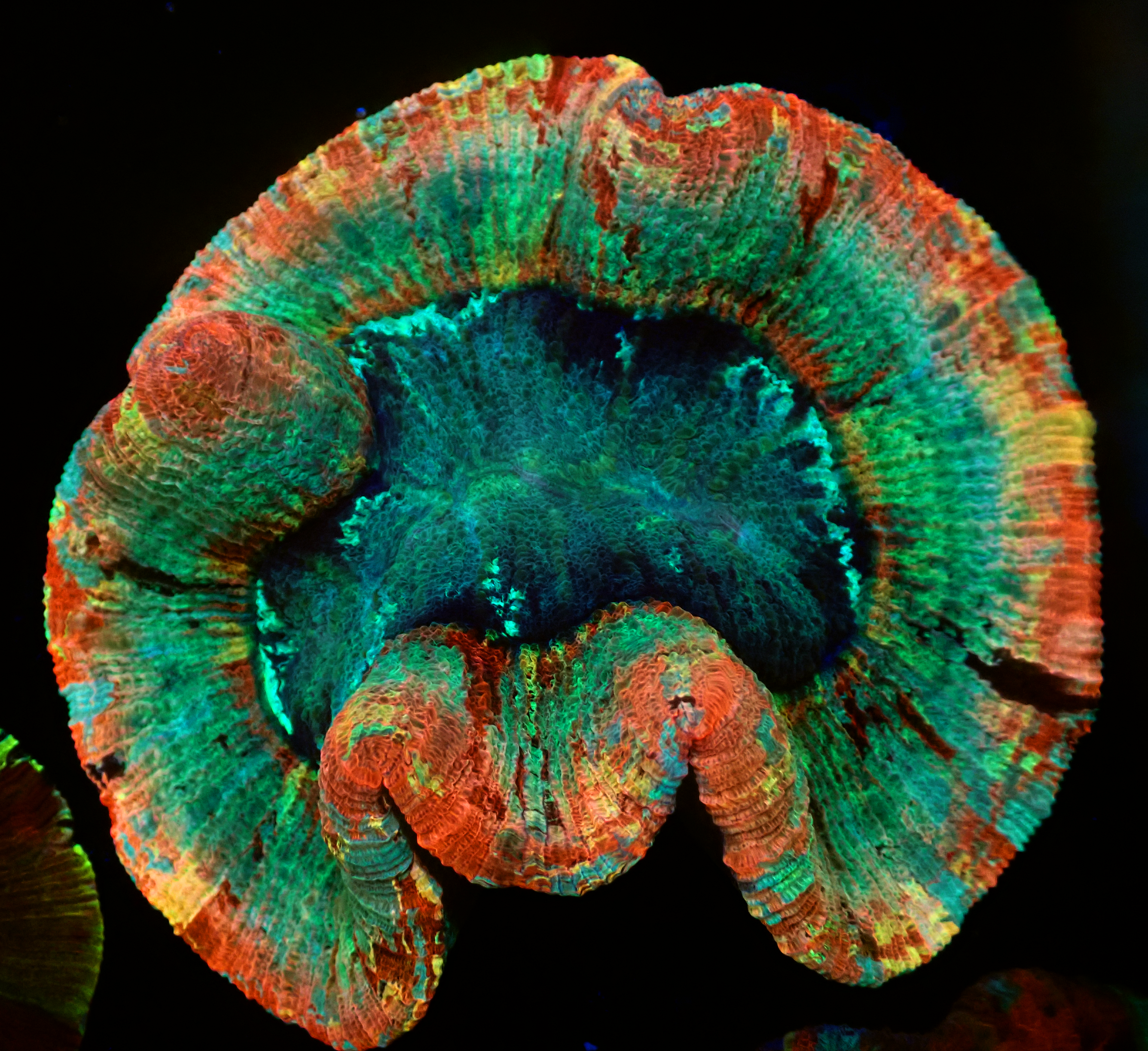 Pastel Rainbow Trachyphyllia