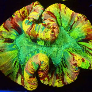 Master Aussie Trachyphyllia