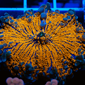 Orange Ricordea Yuma