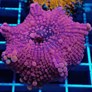 Beautiful XL Pink Ricordea Yuma