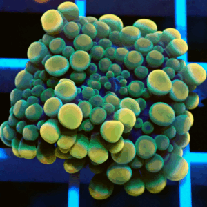 Green & Yellow Ricordea Yuma