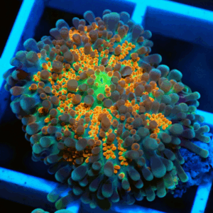 Orange & Green Ricordea Yuma