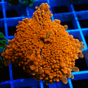 Large Bright Orange Ricordea Yuma