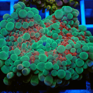 Red & Green Ricordea Yuma