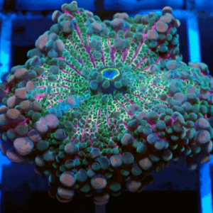 Pink Rainbow Ricordea Yuma