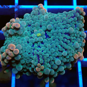 Green, Blue & Peach Ricordea Yuma