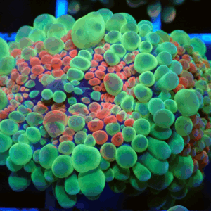 2 x Red & Green Ricordea Yumas