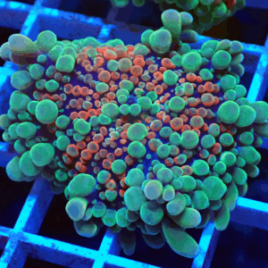 Red, Green & Blue Base Ricordea Yuma