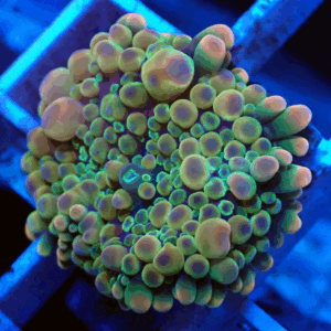 Small Pretty Hologram Ricordea Yuma