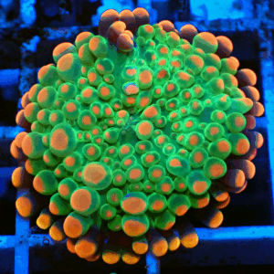 Super Bright Orange & Green Ricordea Yuma