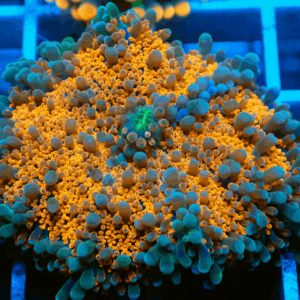 Bright Orange Ricordea Yuma