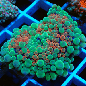 Red, Green & Blue base Ricordea Yuma