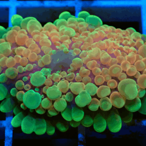 Lovely Pastel Rainbow Ricordea Yuma