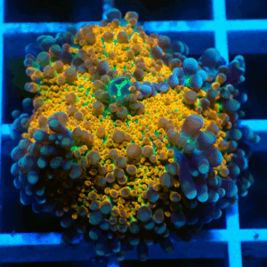 Orange & Green Rainbow Ricordea Yuma