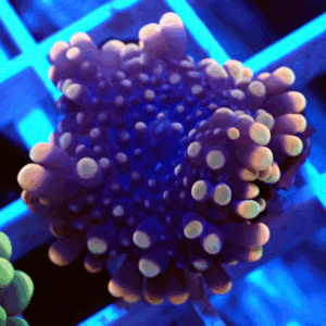 Peach Tipped Ricordea Yuma