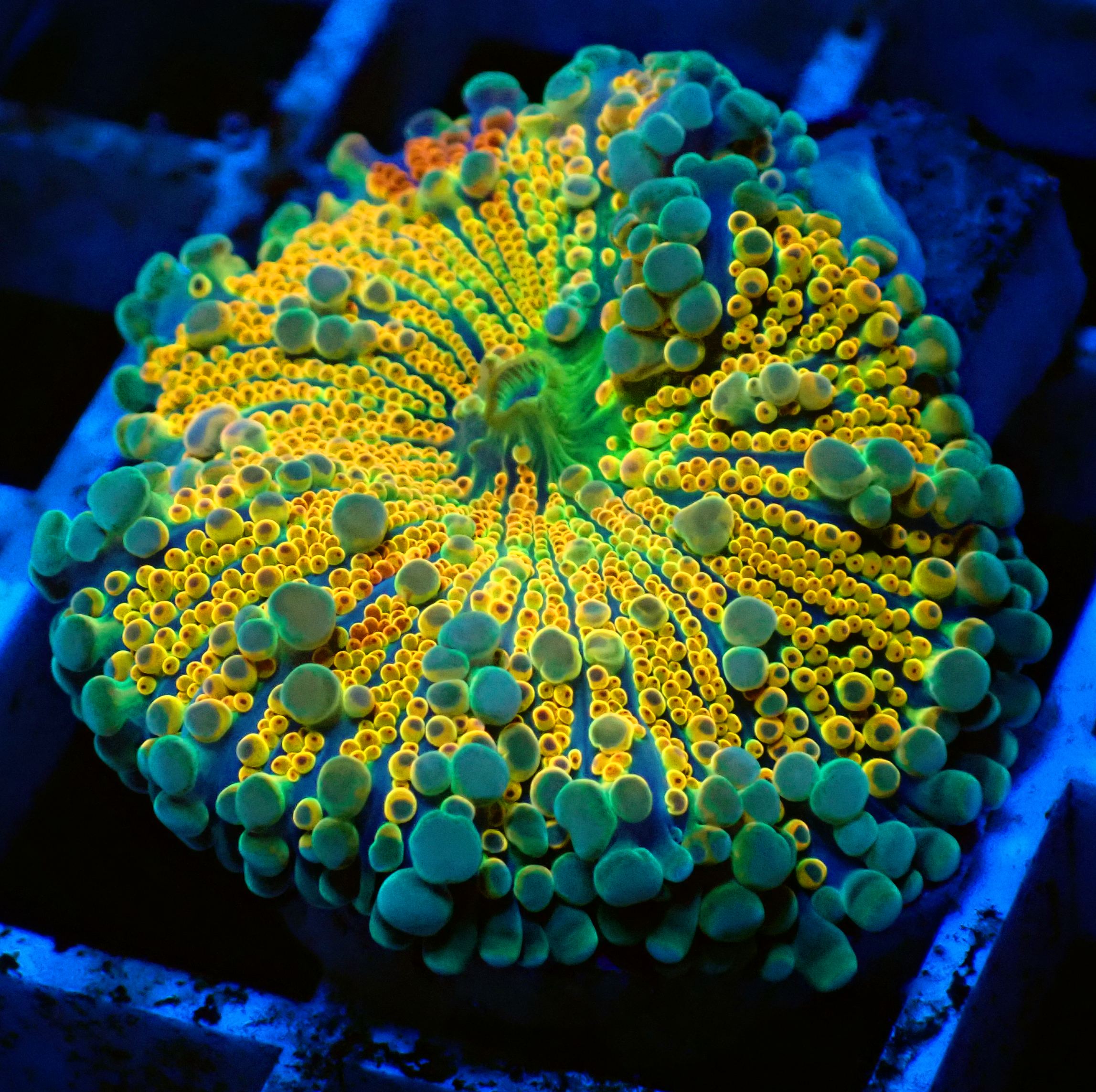 Orange & Green Ricordea Yuma