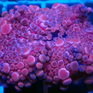 Stunning Pink Ricordea Yuma