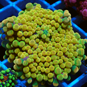 Stunning Large Bright Gold Ricordea Yuma