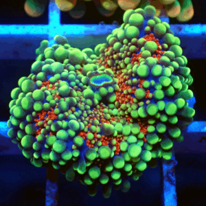 Red, Blue & Yellow Ricordea Yuma