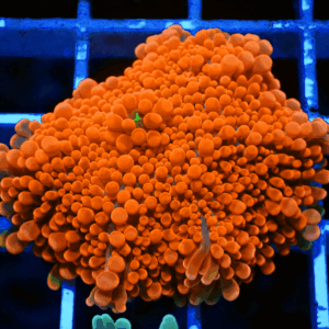 Large Bright Orange Ricordea Yuma