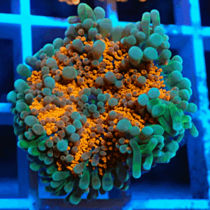 Orange & Green Ricordea Yuma