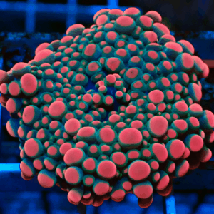 Bright Pink & Cyan Ricordea Yuma